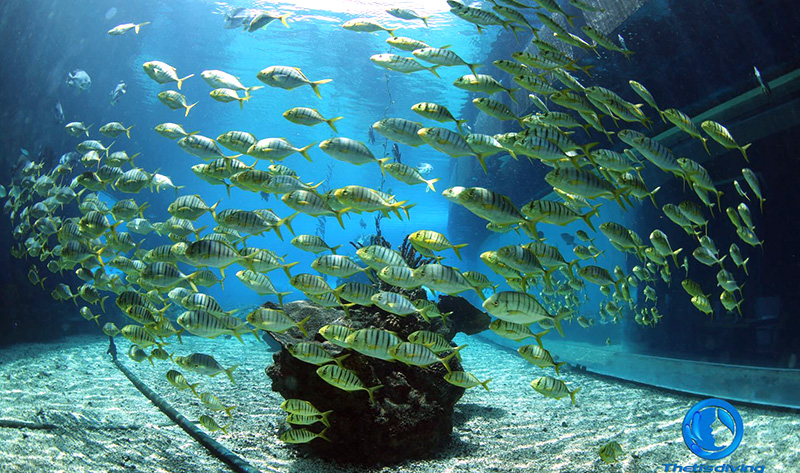 初學(xué)潛水常見的五個(gè)問題