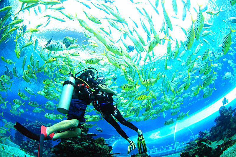 七個(gè)學(xué)習(xí)潛水的理由