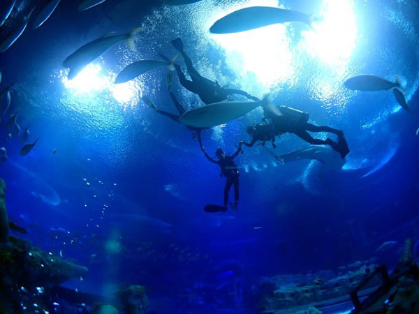 潛在水里，學(xué)做一條靜靜的魚