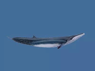 鯨魚(yú)科普-鯨魚(yú)大全送給你